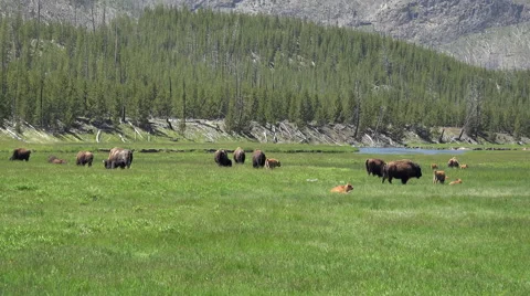 Bison herd wildlife meadow river Yellowstone Park 4K Stock Footage 51558592