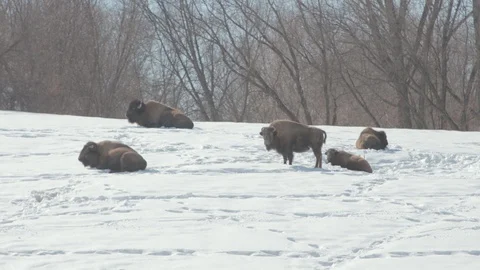 Bison Herd in Winter Stock Footage 86669313