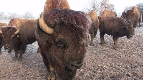Bison herd in Winter Stock Footage 120993128