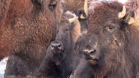 Bison herd in Winter Stock Footage 120993905