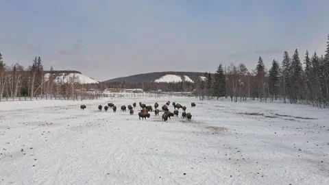 Bison Herd in Winter Forest Stock Footage 302889096