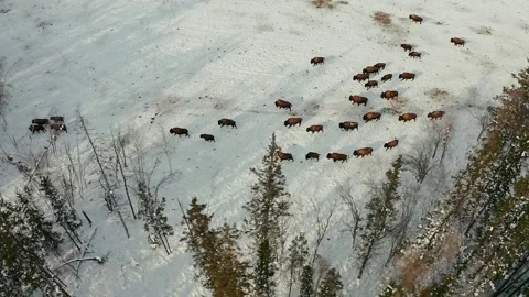 Bison Herd in Winter Forest Stock Footage 302889301