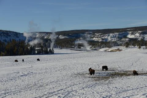 Bison herd in winter Foto stock