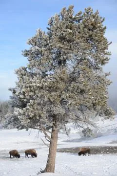 Bison herd in winter with tree Stock Photos