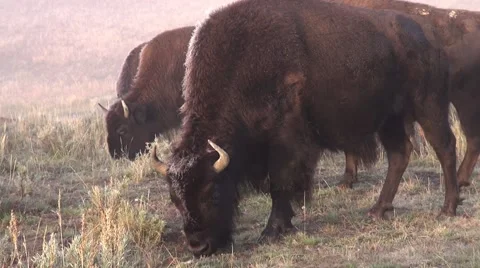 A bison herd in Yellowstone Stock Footage 42276307