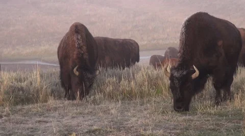 A bison herd in Yellowstone Stock Footage 42276311