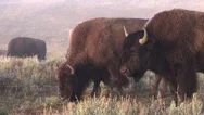 A Bison Herd In Yellowstone Stock Footage