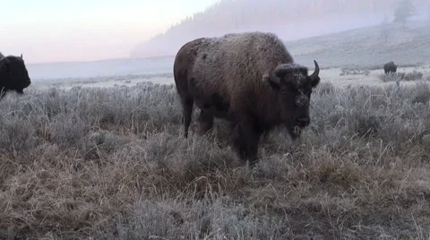 A bison herd in Yellowstone Stock Footage 68029700