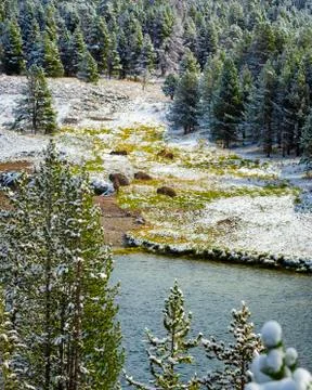 Bison Herd in Yellowstone National Park Stock Photos
