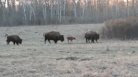 Bison herd with a young calf surrounded by several adults.  Stock Footage 153849133
