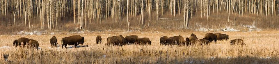 Bison herdb Stock Photos
