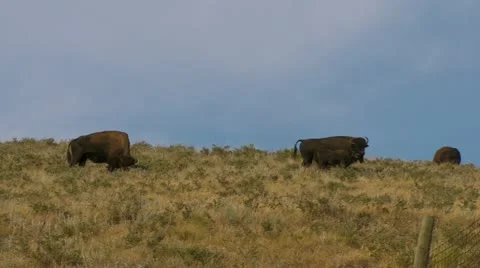 Bison on the Hill Video stock 11766749