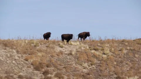 Bison on hill through heat waves Vídeos de archivo 48614605