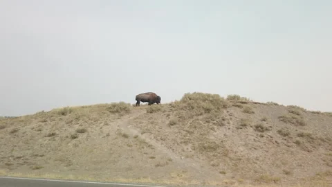 Bison on Hill UHD Stock Footage 176022840