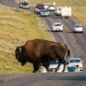 Bison Holds up Traffic While Crossing the Road 库存照片