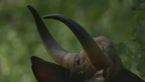 Bison Horns Stock Footage 212121550