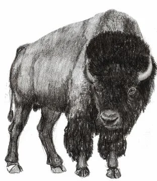 Bison  Illustrazione stock