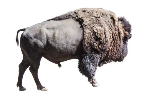 Bison isolated on white background Fotos de archivo