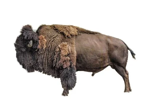 Bison isolated on white background Stock Photos