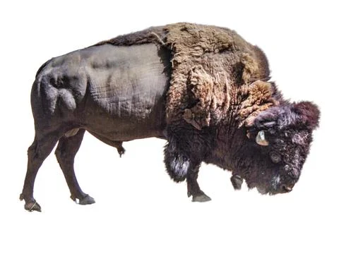 Bison isolated on white background Fotos Stock