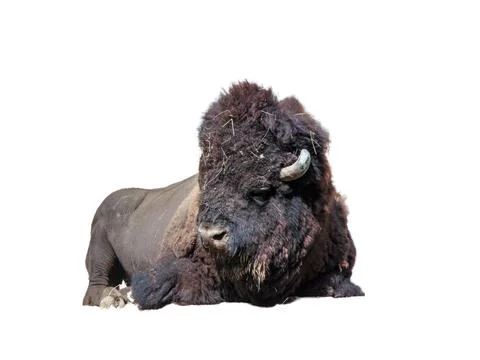 Bison isolated on white background Stockfoto's