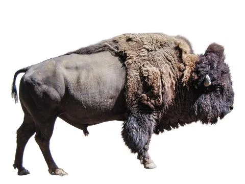 Bison isolated on white background Stock Photos