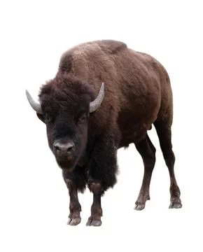 Bison isolated on white background Stock Photos