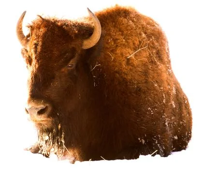 Bison isolated white Stock Photos