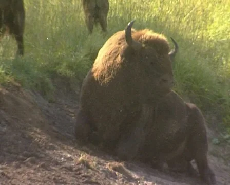 Bison IUCN Red List Stock Footage 11139564