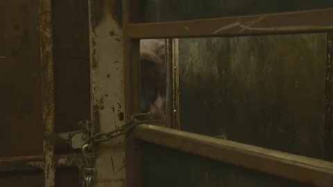 Bison Jostling through Cattle Chute Slat Stock Footage 121904436