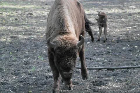Bison with kid Stock Photos