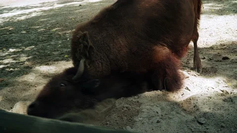 Bison at the Kiev Zoo. Stock Footage 160466691
