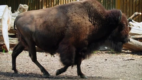 Bison at the Kiev Zoo. Stock Footage 160496751