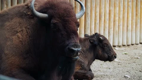 Bison at the Kiev Zoo. Stock Footage 160496974