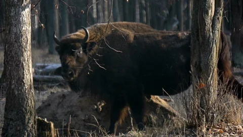 Bison (lat. Bison bonasus) is scratching it’s back by the log 動画素材 128606398