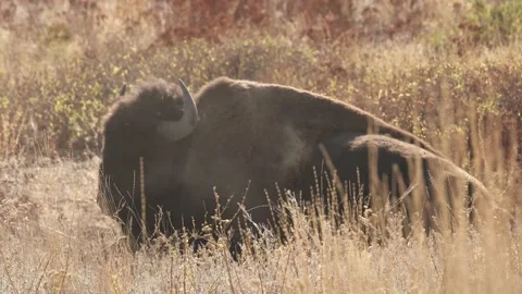 Bison Laying Down 4k Stock Footage 152542228