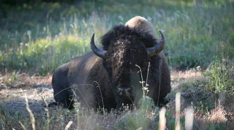 Bison laying down flies P HD 2420 Stock-Footage 522254