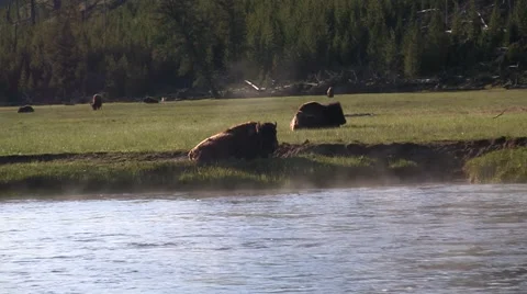 Bison laying down through mist at Yellowstone Stock Footage 45053094