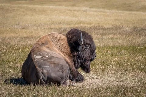 Bison Laying on the Ground Foto stock