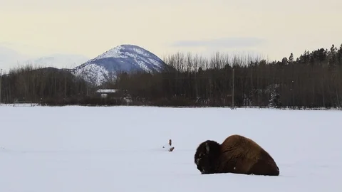 Bison laying in the snow Stock Footage 127050298