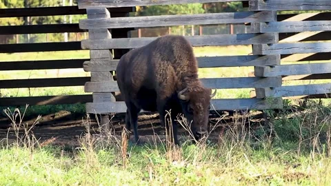Bison leaves the enclosure Stock-Footage 297449029
