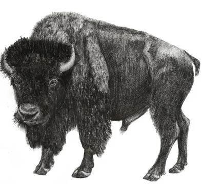 Bison left side view Illustrazione stock