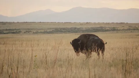 Bison Licks Itself During Golden Hour on the Grassland Prairie Stock Footage 137146260