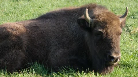 Bison lies in the grass Stock Footage 171930689