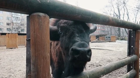 Bison looking into the camera through the fence slow motion Video stock 109503311