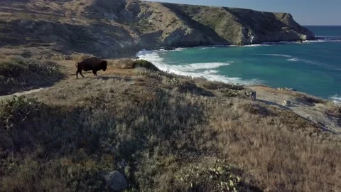 Bison looking at rugged sea and cliffs Video stock 221374334