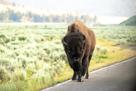 Bison Looks At Camera While Walking On Edge Of Road Stock Photos