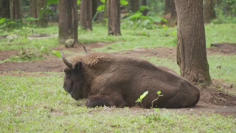 A bison lying in the grass Stock Footage 236189552