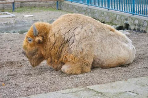 Bison lying at the ground Stock Photos