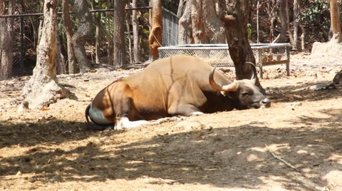 Bison lying in the shade of a tree Stock Footage 48643429